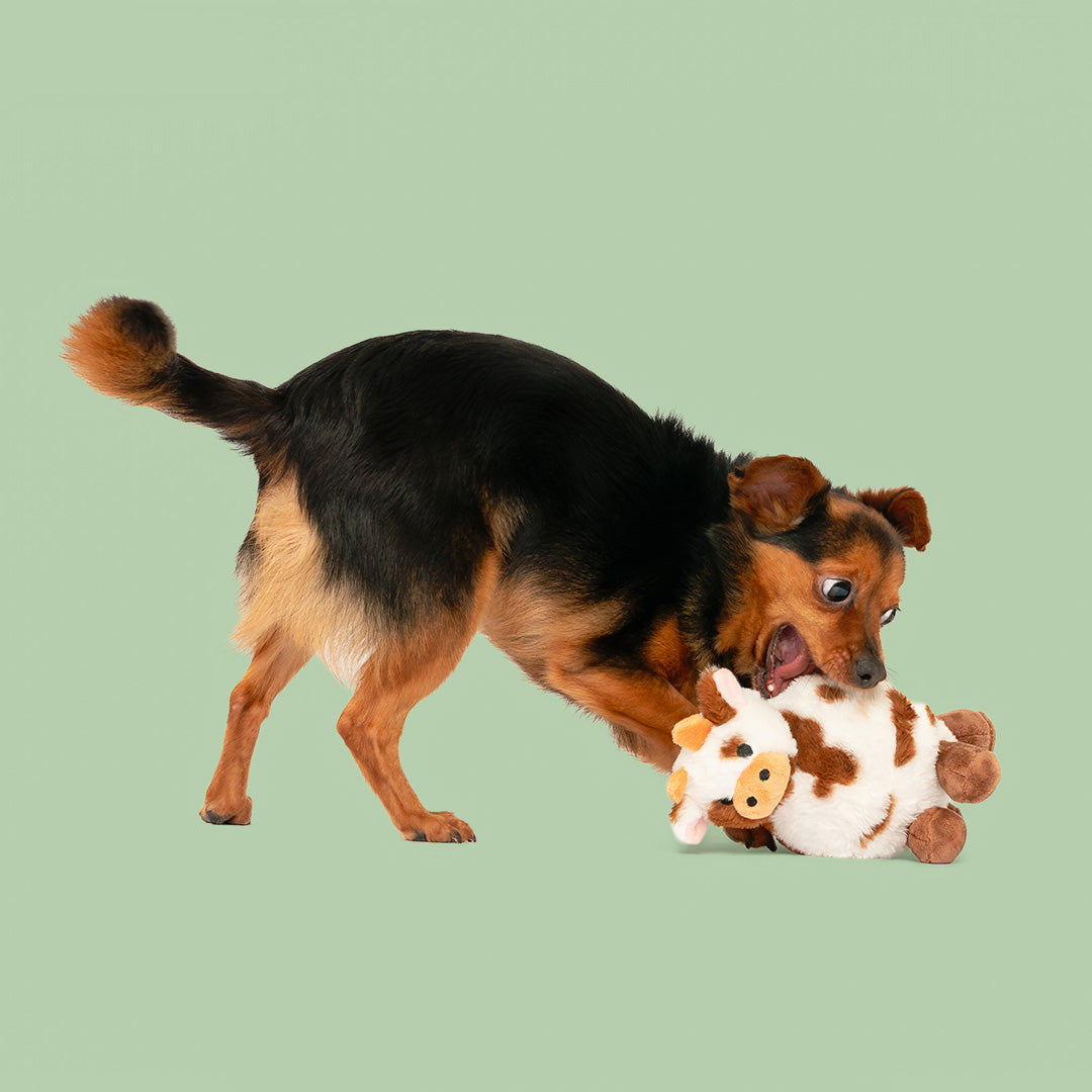8" Carter Cow w/ Squeaker Ball & Crinkle