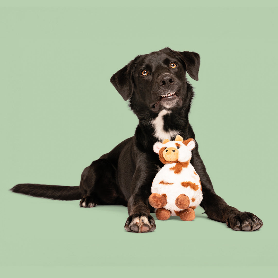 8" Carter Cow w/ Squeaker Ball & Crinkle
