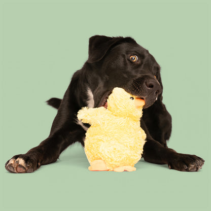 7" Quack w/ Squeaker Ball