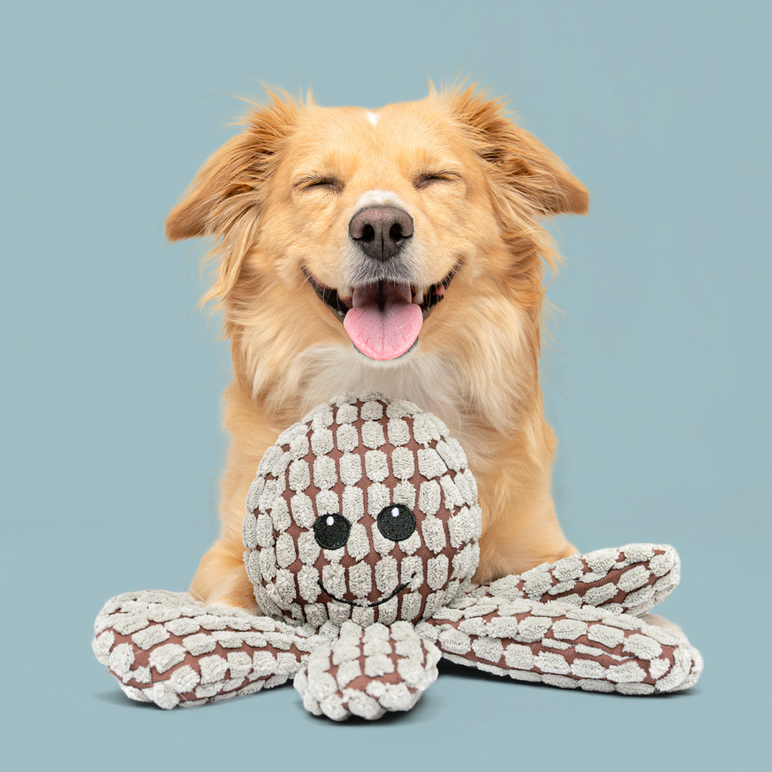 9" Ogi the Octopus w/ Squeaker & Crinkle - 2 Asst