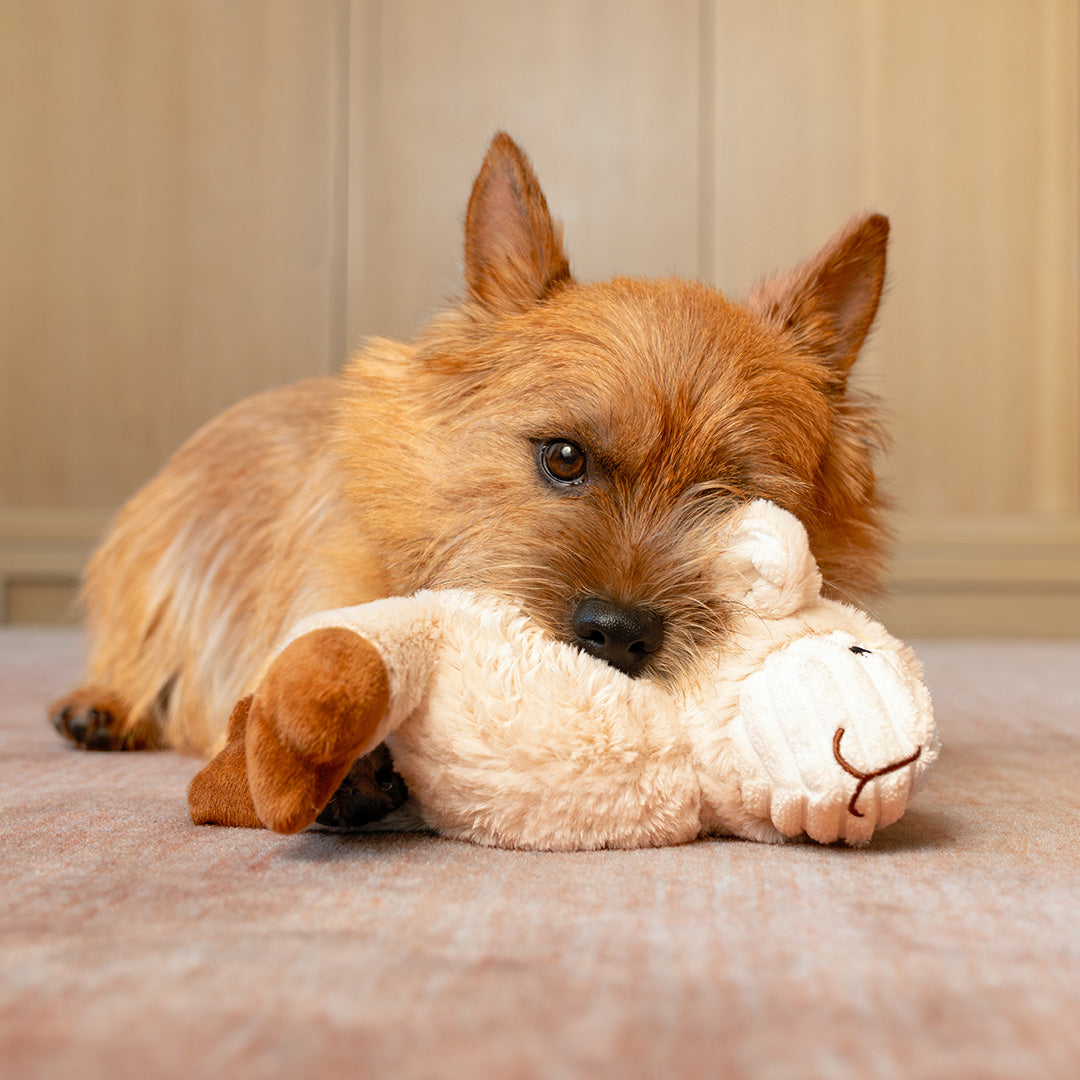 7" Two Tone Cuddle Lamb w/ Squeaker & Corduroy