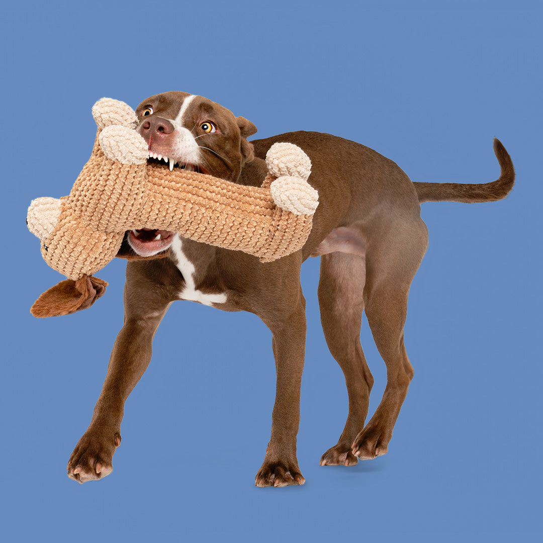 13" Dash Dachshund w/ Squeaker & Crinkle
